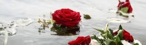 Rosenblüten schwimmen auf dem Wasser